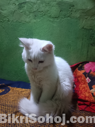 পারসিয়ান বিড়াল